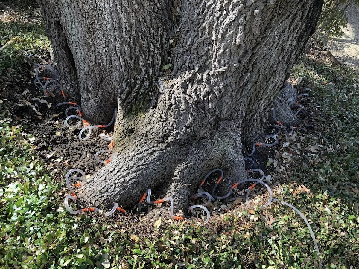 Detailed Tree Cabling and Bracing job site in Azalea